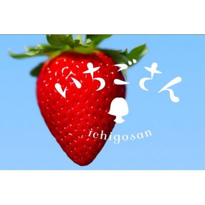 ふるさと納税 吉野ヶ里町 いちご食べ比べセット いちごさん さがほのか 計480g(吉野ヶ里町)