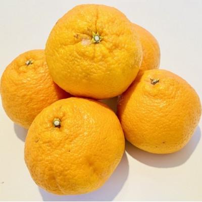 ふるさと納税 吉野ヶ里町 佐賀県産不知火 計約5kg(吉野ヶ里町)