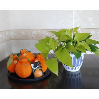 ふるさと納税 吉野ヶ里町 [木なり完熟]デコポン 計約3kg(吉野ヶ里町)