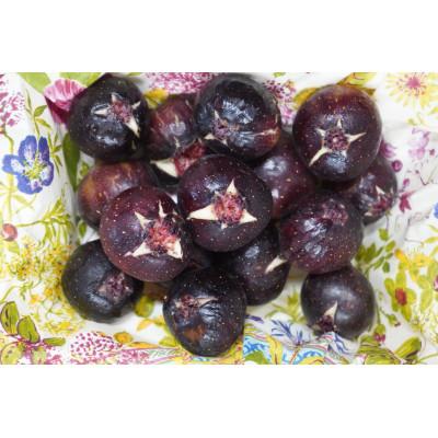 ふるさと納税 岡山市 いちじく