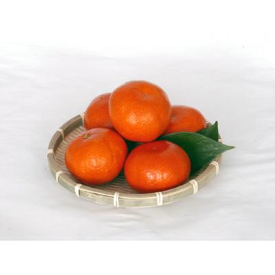 ふるさと納税 三木町 小原紅早生みかん(大玉)「金時紅」約3kg