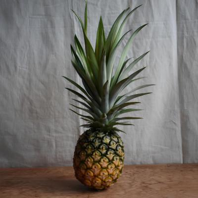 ふるさと納税 大宜味村 [有機JAS認証]ホワイトココ 約2kg(2〜3玉)