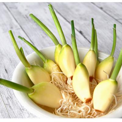 ふるさと納税 中間市 いなほの発芽にんにく「にんにん」