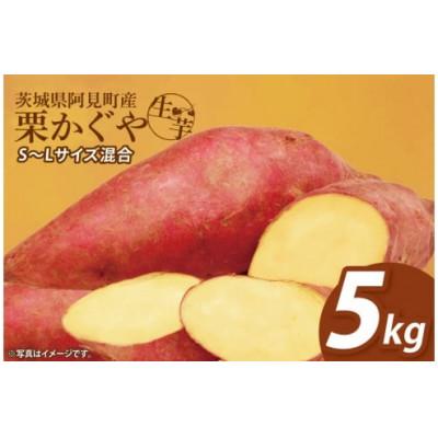 ふるさと納税 阿見町 [12月下旬より順次発送]さつまいも くりかぐや5kg (90-01)