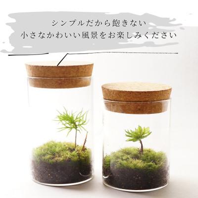 ふるさと納税 平谷村 【南信州平谷村 高原の苔】直径65mm ミニサイズ 苔テラリウム制作キット ミニチュアセット |  | 03