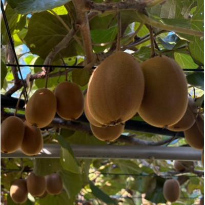 ふるさと納税 高松市 [新品種デビュー!][数量限定!]さぬきエメラルド(貴重な大玉サイズ) 約800g