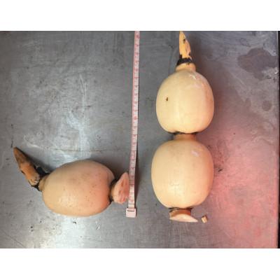 ふるさと納税 土浦市 【ご家庭用】鈴木農園のれんこん 小ぶり 2kg |  | 01