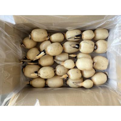 ふるさと納税 土浦市 【ご家庭用】鈴木農園のれんこん 小ぶり 2kg |  | 02