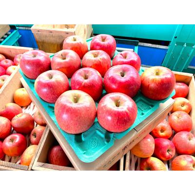 ふるさと納税 鶴田町 [26年1月~2月出荷予定]平均糖度13度以上! 葉とらずサンふじ 約3kg 訳あり