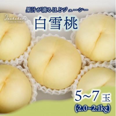ふるさと納税 笛吹市 Inakakara厳選! 果汁溢れる「白雪桃」 5〜7玉(計2〜2.1kg)