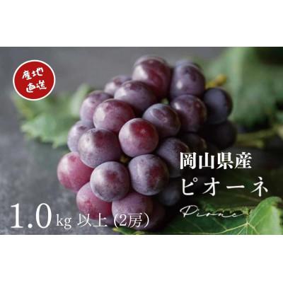 ふるさと納税 倉敷市 [2026年先行受付] 厳選 岡山県産 ピオーネ 計1.0kg以上 2房 産直・朝採れ