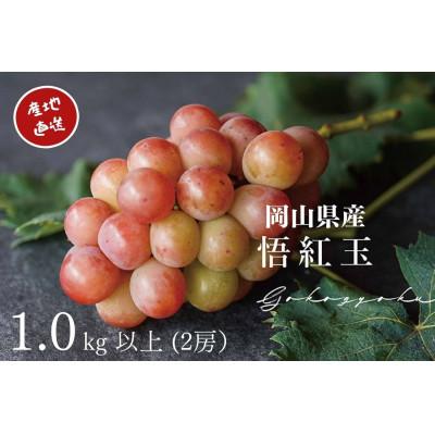ふるさと納税 倉敷市 [2026年先行受付] 厳選 岡山県産 悟紅玉 計1.0kg以上 2房 産直・朝採れ