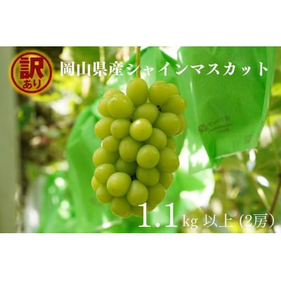ふるさと納税 倉敷市 [2026年先行受付]岡山県産 訳ありシャインマスカット 計1.1kg以上 2房 産直・朝採れ