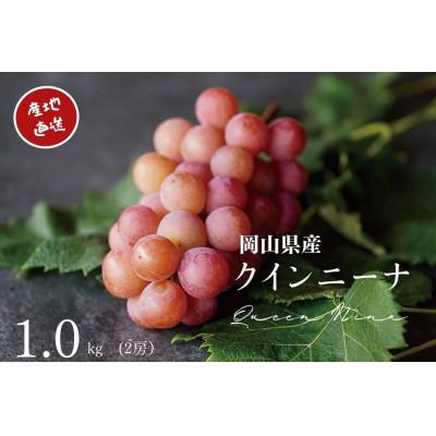ふるさと納税 岡山市 [2026年先行受付] 厳選 岡山県産 クイーンニーナ 計1.0kg以上 2房 産直・朝採れ