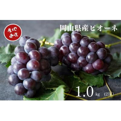 ふるさと納税 岡山市 [2026年先行受付] 厳選 岡山県産 ピオーネ 計1.0kg以上 2房 産直・朝採れ