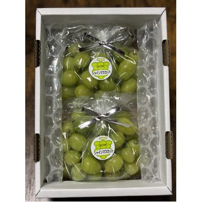 ふるさと納税 美咲町 訳アリ 家庭用 糖度18度以上 つみ落としシャインマスカット 計1キロ以上