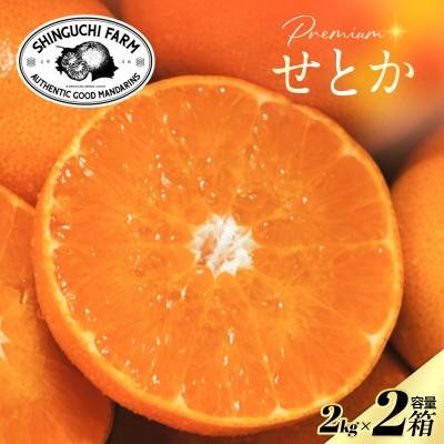 ふるさと納税 八幡浜市 [先行受付]五代目が厳選した「柑橘の大トロ」2kg×2箱[F70-114]
