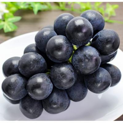 ふるさと納税 千曲市 [2026年先行予約]ナガノパープル 約1kg(2〜3房 ※最低900g以上)