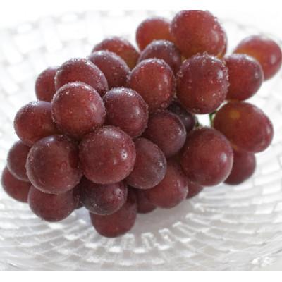 ふるさと納税 千曲市 [2026年先行予約]クイーンルージュ 約1kg(2〜3房 ※最低900g以上)