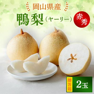 ふるさと納税 新見市 [2025年発送]ヤーリー 2玉 贈答箱(YR-10)