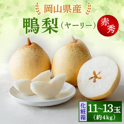 ふるさと納税 新見市 [2025年発送]ヤーリー4kg 化粧箱 11〜13玉(YRK-40)