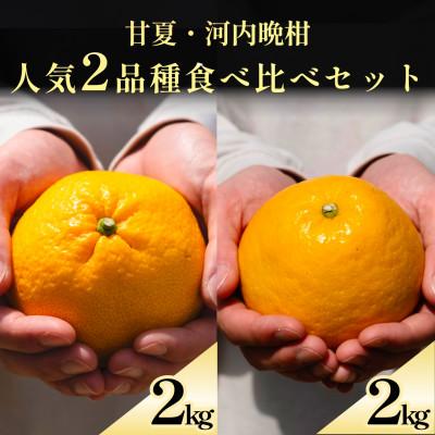 ふるさと納税 八幡浜市 甘夏+河内晩柑 愛媛人気2品種食べ比べ[各2kg][D70-134]