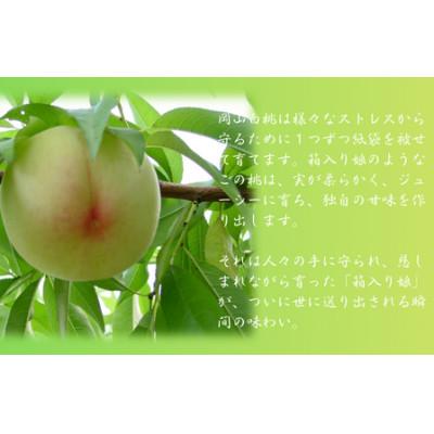 ふるさと納税 岡山市 岡山白桃食べ比べ 晩生2種5〜6玉 1.5キロ