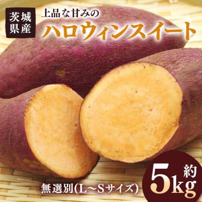 ふるさと納税 潮来市 さつまいも ハロウィンスイート 約5kg 無選別(L〜Sサイズ)