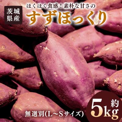 ふるさと納税 潮来市 さつまいも すずほっくり 約5kg 無選別(L〜Sサイズ)