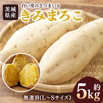 ふるさと納税 潮来市 さつまいも きみまろこ 約5kg 無選別(L~Sサイズ)