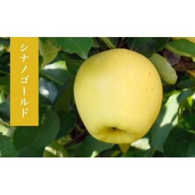 ふるさと納税 小布施町 [2026年発送]シナノゴールド 約5kg 10〜18玉