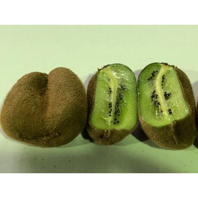 ふるさと納税 土庄町 ご家庭用香緑キウイ 約1.5kg