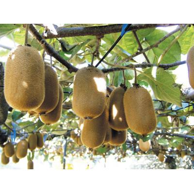 ふるさと納税 坂出市 ご家庭用香緑キウイ 約2kg