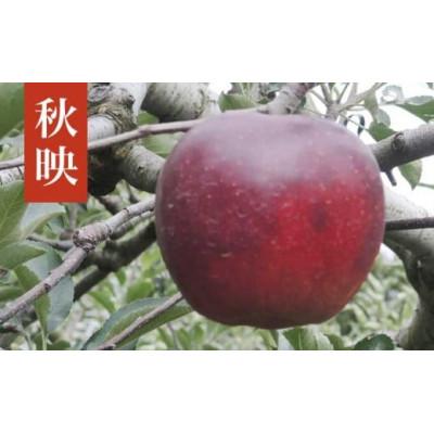 ふるさと納税 小布施町 [2026年発送]秋映 約5kg 10〜18玉