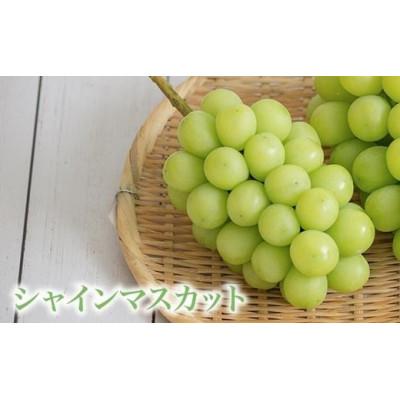 ふるさと納税 小布施町 蔵出し冬のシャインマスカット 約1kg 2房