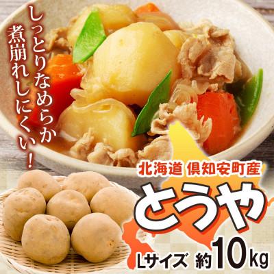 ふるさと納税 倶知安町 R8年度産 先行予約 北海道産じゃがいも とうや Lサイズ 約10kg 馬鈴薯 北海道倶知安町