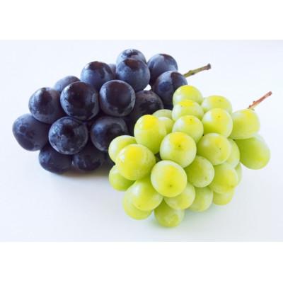 ふるさと納税 千曲市 [2026年発送]シャインマスカット&amp;ナガノパープル 詰め合わせセット 約1kg※最低900g以上