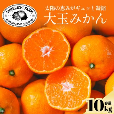 ふるさと納税 八幡浜市 [大玉サイズ限定]五代目が厳選した愛媛みかん 10kg[C70-137]