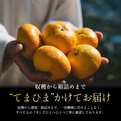 ふるさと納税 八幡浜市 【大玉サイズ限定】五代目が厳選した愛媛みかん 10kg【C70-137】 |  | 01