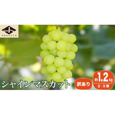 ふるさと納税 小布施町 【2026年発送】【訳あり】シャインマスカット 約1.2kg 2〜3房 [A-228] | 