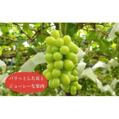 ふるさと納税 小布施町 【2026年発送】高級ぶどう味比べ詰合せ ナガノパープル & シャインマスカット 約2kg 3〜4房 |  | 01