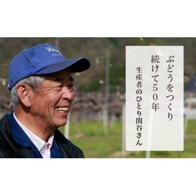 ふるさと納税 小布施町 【2026年発送】高級ぶどう味比べ詰合せ ナガノパープル & シャインマスカット 約2kg 3〜4房 |  | 03