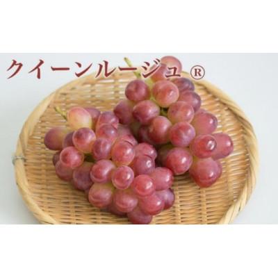 ふるさと納税 小布施町 【2026年発送】シャインマスカット&クイーンルージュ 約1kg 各1房 |  | 02