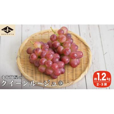 ふるさと納税 小布施町 [2026年発送]クイーンルージュ_ 約1.2kg 2〜3房