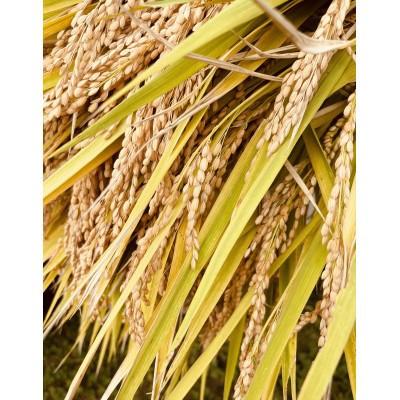 ふるさと納税 川西町 【令和7年産】【特別栽培米】栽培期間中 農薬化学肥料5割減 つや姫 玄米30kgの画像