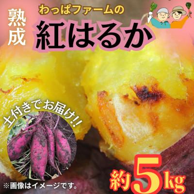 ふるさと納税 西桂町 [訳あり]不揃いだけどとっても甘くておいしい!!土付きでお届け!わっぱファームの紅はるか 約5kg