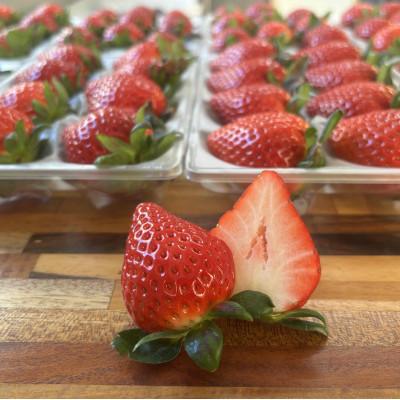 ふるさと納税 上里町 埼玉県限定品種あまりん 約500g