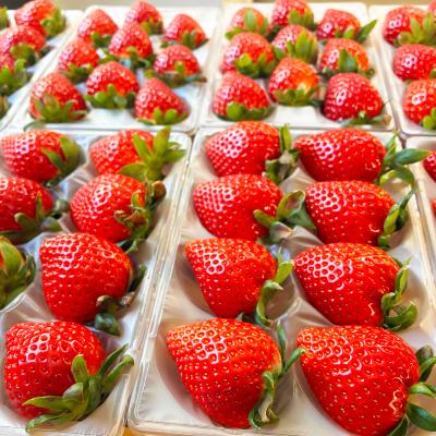 ふるさと納税 上里町 【先行受付】埼玉県限定品種あまりん(250g×2パック) 約500g |  | 01