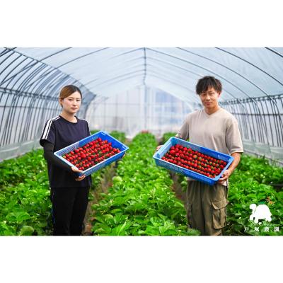 ふるさと納税 上里町 【先行受付】埼玉県限定品種あまりん(250g×2パック) 約500g |  | 03