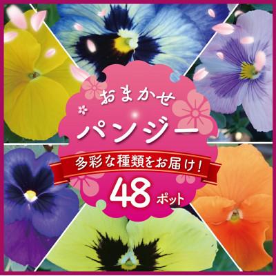 ふるさと納税 藤沢市 [生産農場直送]パンジー おまかせ 48ポット